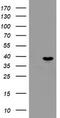 Peptidylprolyl Isomerase Like 6 antibody, TA504846AM, Origene, Western Blot image 