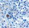 PARD6A antibody, NB300-953, Novus Biologicals, Immunohistochemistry frozen image 