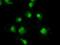 Sky antibody, NBP1-48040, Novus Biologicals, Immunofluorescence image 