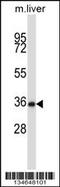 NIMA Related Kinase 6 antibody, MBS9209505, MyBioSource, Western Blot image 