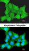 Zinc finger protein ZPR1 antibody, orb73390, Biorbyt, Immunofluorescence image 