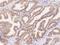 Galectin 3 Binding Protein antibody, 200499-T08, Sino Biological, Immunohistochemistry frozen image 