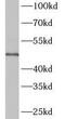 Ectonucleoside Triphosphate Diphosphohydrolase 1 antibody, FNab02780, FineTest, Western Blot image 