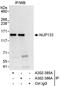 Nucleoporin 133 antibody, A302-385A, Bethyl Labs, Immunoprecipitation image 