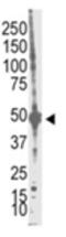 Protein arginine N-methyltransferase 1 antibody, ADI-905-699-100, Enzo Life Sciences, Western Blot image 