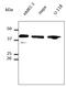 GAPDH antibody, LS-C204215, Lifespan Biosciences, Western Blot image 