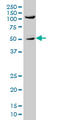 ShcA antibody, LS-B4416, Lifespan Biosciences, Western Blot image 
