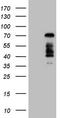 Forkhead Box O4 antibody, LS-C791707, Lifespan Biosciences, Western Blot image 