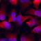 Pumilio RNA Binding Family Member 1 antibody, AF7628, R&D Systems, Immunofluorescence image 