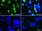 Cancer/Testis Antigen 1B antibody, LS-C799955, Lifespan Biosciences, Immunofluorescence image 