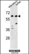 Protein Dos antibody, 63-867, ProSci, Western Blot image 
