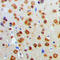 Akt antibody, LS-C351854, Lifespan Biosciences, Immunohistochemistry frozen image 