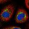 FGFR1 Oncogene Partner 2 antibody, NBP1-84148, Novus Biologicals, Immunofluorescence image 
