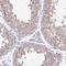PARN Like, Ribonuclease Domain Containing 1 antibody, HPA052026, Atlas Antibodies, Immunohistochemistry frozen image 
