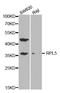 Ribosomal Protein L5 antibody, orb136255, Biorbyt, Western Blot image 