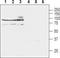 Solute Carrier Family 8 Member A3 antibody, TA328917, Origene, Western Blot image 