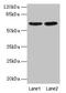 Negative Elongation Factor Complex Member B antibody, CSB-PA03765A0Rb, Cusabio, Western Blot image 