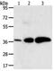 Aldo-Keto Reductase Family 1 Member C1 antibody, PA5-49732, Invitrogen Antibodies, Western Blot image 