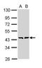 GDP-Mannose 4,6-Dehydratase antibody, TA308887, Origene, Western Blot image 