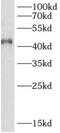 Aryl Hydrocarbon Receptor Interacting Protein Like 1 antibody, FNab00240, FineTest, Western Blot image 