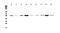 Glutathione-Disulfide Reductase antibody, A01479-1, Boster Biological Technology, Western Blot image 