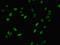Nucleolar Pre-RRNA Processing Protein NIP7 antibody, LS-C372358, Lifespan Biosciences, Immunofluorescence image 
