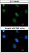 MAPK Activated Protein Kinase 3 antibody, GTX105147, GeneTex, Immunocytochemistry image 