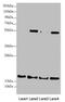 Ring Finger Protein 5 antibody, LS-C676416, Lifespan Biosciences, Western Blot image 