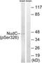 Nuclear migration protein nudC antibody, TA312321, Origene, Western Blot image 