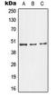 Mitogen-Activated Protein Kinase 10 antibody, LS-C352722, Lifespan Biosciences, Western Blot image 