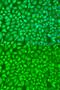 G Elongation Factor Mitochondrial 1 antibody, GTX32625, GeneTex, Immunofluorescence image 