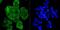 Elongation Factor Tu GTP Binding Domain Containing 2 antibody, NBP2-66818, Novus Biologicals, Immunocytochemistry image 