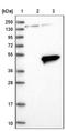 2'-5'-Oligoadenylate Synthetase 1 antibody, NBP1-83122, Novus Biologicals, Western Blot image 