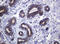 Pogo Transposable Element Derived With KRAB Domain antibody, LS-C174448, Lifespan Biosciences, Immunohistochemistry frozen image 