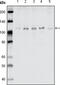 ELK antibody, abx010698, Abbexa, Enzyme Linked Immunosorbent Assay image 
