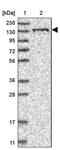 Ubiquitin Specific Peptidase 43 antibody, PA5-55684, Invitrogen Antibodies, Western Blot image 
