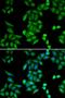 Recombining binding protein suppressor of hairless antibody, orb167507, Biorbyt, Immunofluorescence image 