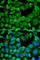 BCL2 Like 11 antibody, A0295, ABclonal Technology, Immunofluorescence image 