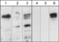 Plexin A1 antibody, PP1471, ECM Biosciences, Western Blot image 