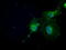 N-acetyltransferase 8 antibody, LS-C114641, Lifespan Biosciences, Immunofluorescence image 