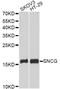 Synuclein Gamma antibody, A14492, ABclonal Technology, Western Blot image 