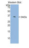 PNMA2 antibody, LS-C295752, Lifespan Biosciences, Western Blot image 