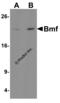 Bcl2 Modifying Factor antibody, 3031, ProSci Inc, Western Blot image 