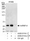 Heterogeneous nuclear ribonucleoprotein H antibody, A300-511A, Bethyl Labs, Immunoprecipitation image 
