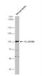 Leucine Rich Repeats And Guanylate Kinase Domain Containing antibody, NBP2-17163, Novus Biologicals, Western Blot image 