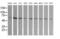 TAP Binding Protein Like antibody, MA5-26155, Invitrogen Antibodies, Western Blot image 