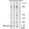 Ribosomal Protein L34 antibody, A08190, Boster Biological Technology, Western Blot image 