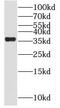 Neuroguidin antibody, FNab05719, FineTest, Western Blot image 