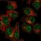 Src-like-adapter 2 antibody, NBP2-56708, Novus Biologicals, Immunocytochemistry image 