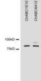 Chondroitinase ABC antibody, NBP1-96141, Novus Biologicals, Western Blot image 